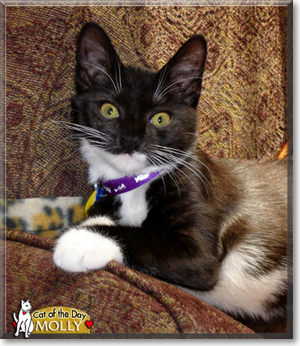 Molly, the Cat of the Day