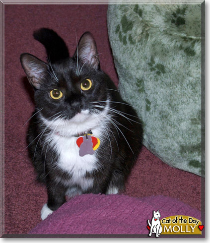 Molly, the Cat of the Day