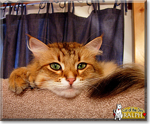 Ralph, the Cat of the Day