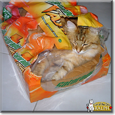 Ralph, the Cat of the Day