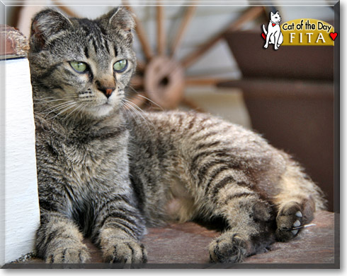 Fita, the Cat of the Day