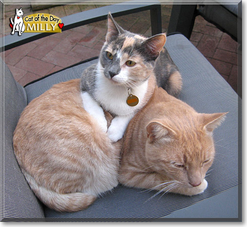 Milly, the Cat of the Day