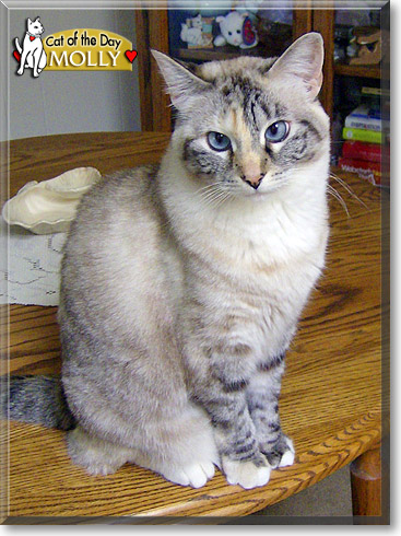 Molly, the Cat of the Day