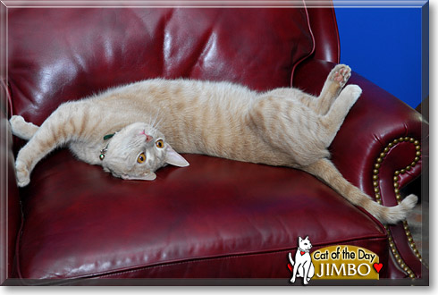 Jimbo, the Cat of the Day