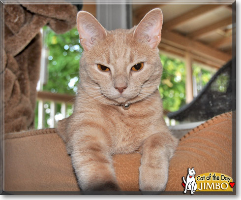 Jimbo, the Cat of the Day Jimbo, the Cat of the Day