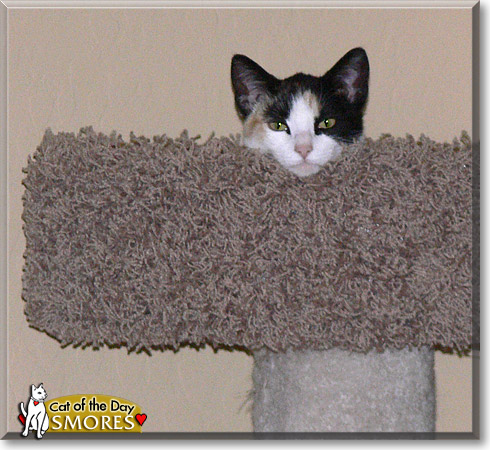 Smores, the Cat of the Day Smores, the Cat of the Day