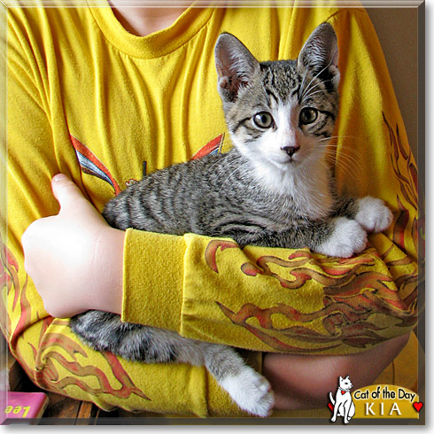 Kia, the Cat of the Day