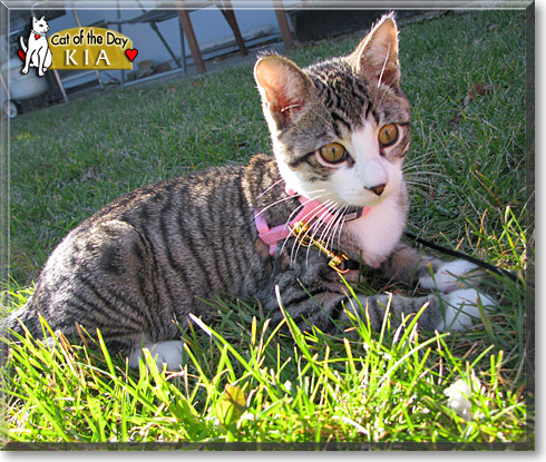 Kia, the Cat of the Day Kia, the Cat of the Day