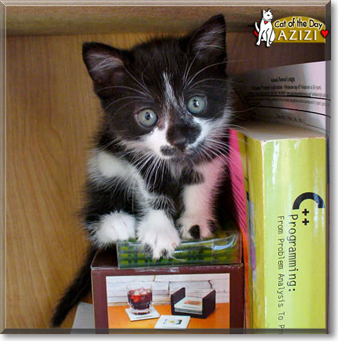 Azizi, the Cat of the Day