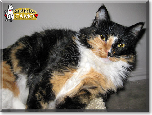 Camo, the Cat of the Day