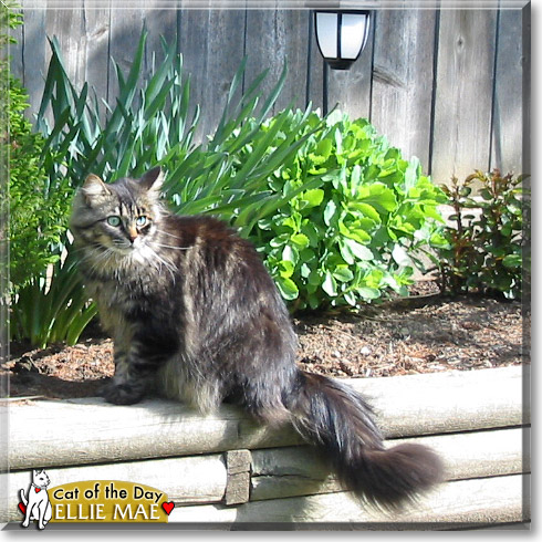 Ellie Mae, the Cat of the Day