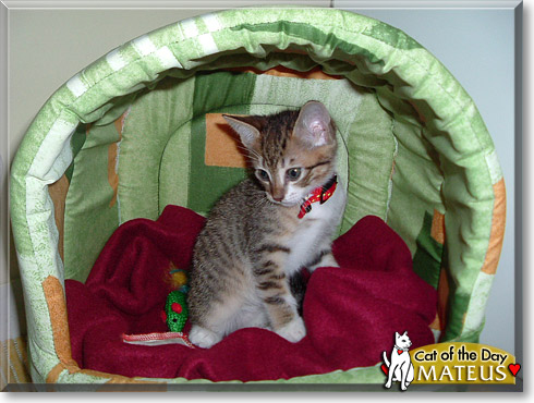 Winston, the Cat of the Day Winston, the Cat of the Day