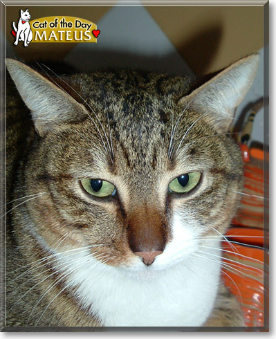 Winston, the Cat of the Day Winston, the Cat of the Day
