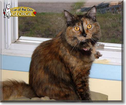 Georgie, the Cat of the Day