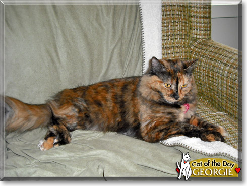 Georgie, the Cat of the Day Georgie, the Cat of the Day