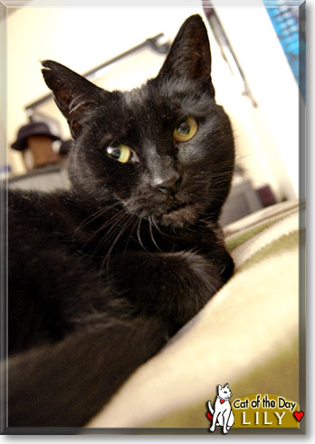 Lily, the Cat of the Day