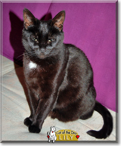 Lily, the Cat of the Day