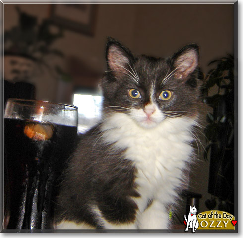 Ozzy, the Cat of the Day Ozzy, the Cat of the Day