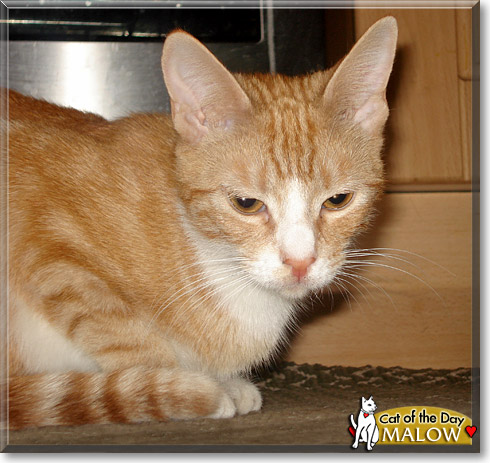 Malow, the Cat of the Day