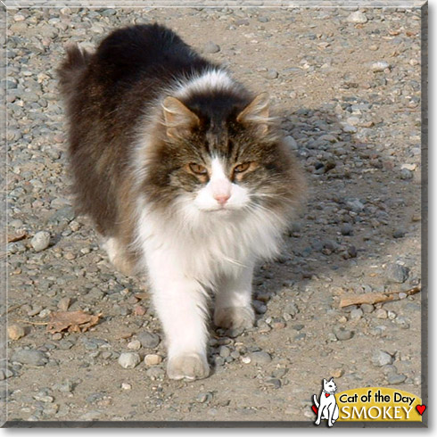 Smokey, the Cat of the Day