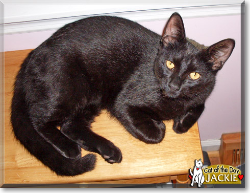 Jackie, the Cat of the Day