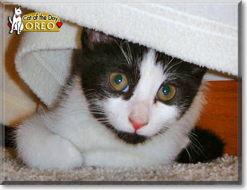 Oreo, the Cat of the Day