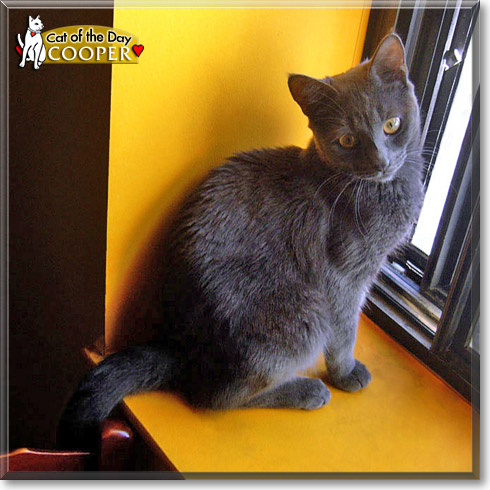 Cooper, the Cat of the Day