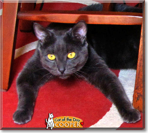 Cooper, the Cat of the Day Cooper, the Cat of the Day
