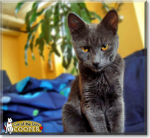 Cooper, the Cat of the Day Cooper, the Cat of the Day