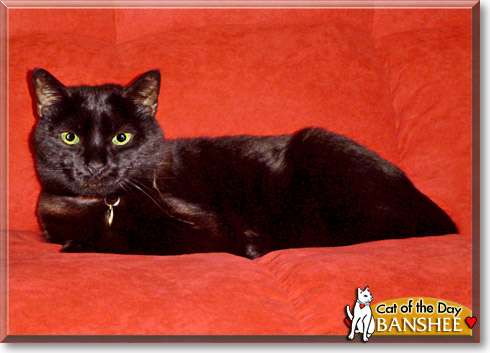 Banshee, the Cat of the Day Banshee, the Cat of the Day