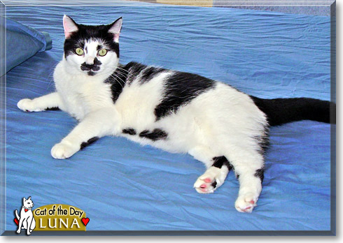 Luna, the Cat of the Day Luna, the Cat of the Day