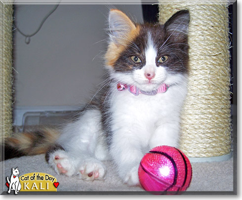 Kali, the Cat of the Day