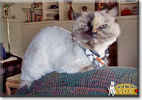 Sox, the Cat of the Day