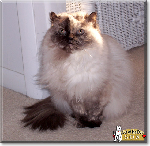 Sox, the Cat of the Day
