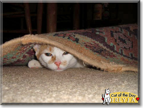 Freyja, the Cat of the Day Freyja, the Cat of the Day