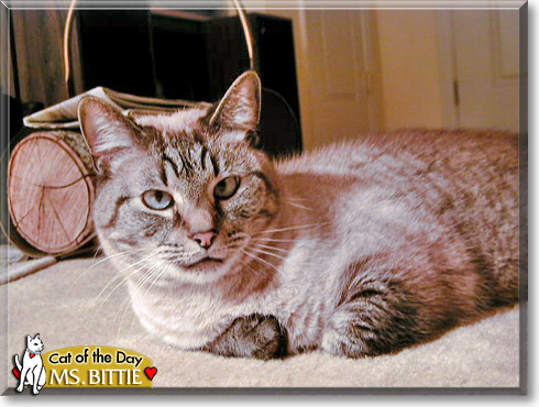 Freyja, the Cat of the Day Freyja, the Cat of the Day