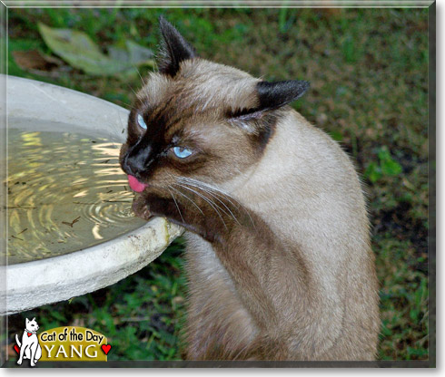 Yang, the Cat of the Day