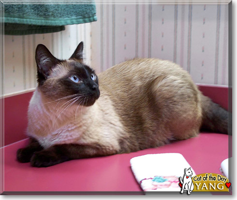Yang, the Cat of the Day Yang, the Cat of the Day