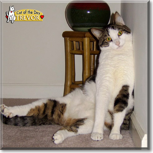 Trevor, the Cat of the Day