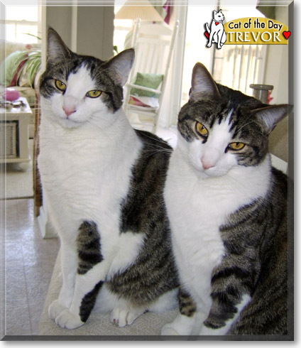 Trevor, the Cat of the Day Trevor, the Cat of the Day