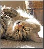 Whiskers