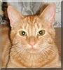 Marmalade