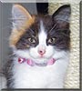 Kali
