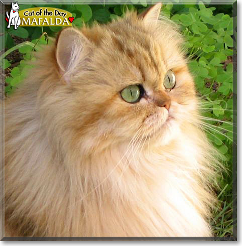 Mafalda, the Cat of the Day