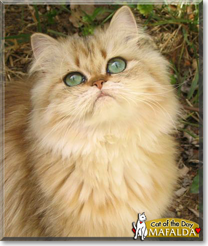 Moka, the Cat of the Day