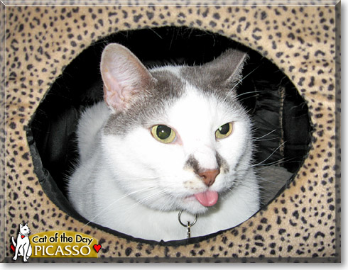 Picasso, the Cat of the Day