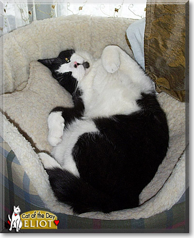 Eliot, the Cat of the Day