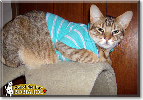 Bobby Joe, the Cat of the Day