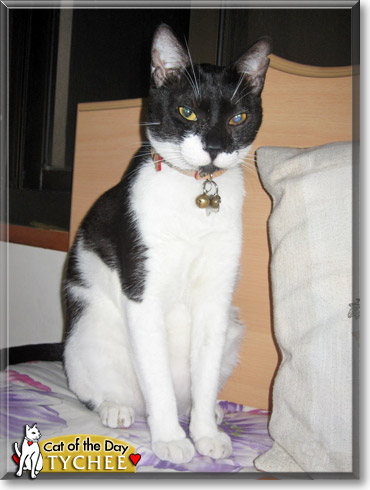 Tychee, the Cat of the Day