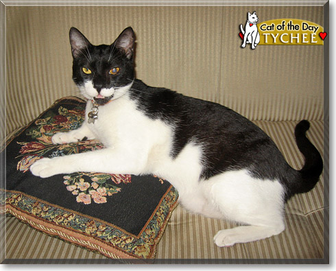 Tychee, the Cat of the Day
